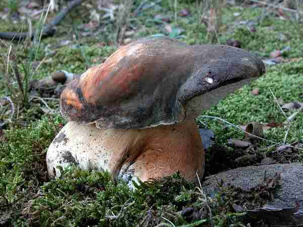  Image name: 05 Porcino.jpg 
 width: 600 pixel 
 height: 450 pixel 
 Size: 27807 bytes 
 Click to enlarge 